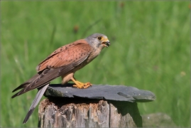 <p>POŠTOLKA OBECNÁ (Falco tinnunculus) Knížecí</p>
